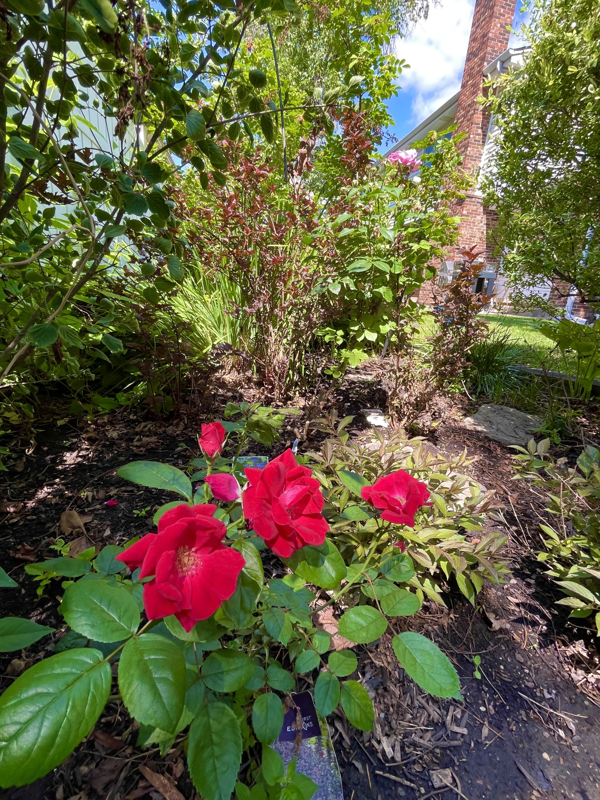 The brilliance of colors, continual growth and pleasing fragrance of Gary’s Roses are the fruit of much faithful tender loving care in planting, watering, feeding, pruning and winterizing. The stunning splendor of the Hybrid Teas, Floribundas, Miniature Roses, Climbers, Old Garden Roses, and Shrub Roses attract the attention of neighbors and those passing by so enhancing the reputation of 405 E. Thomas as the “Garden Spot” of the neighborhood.
